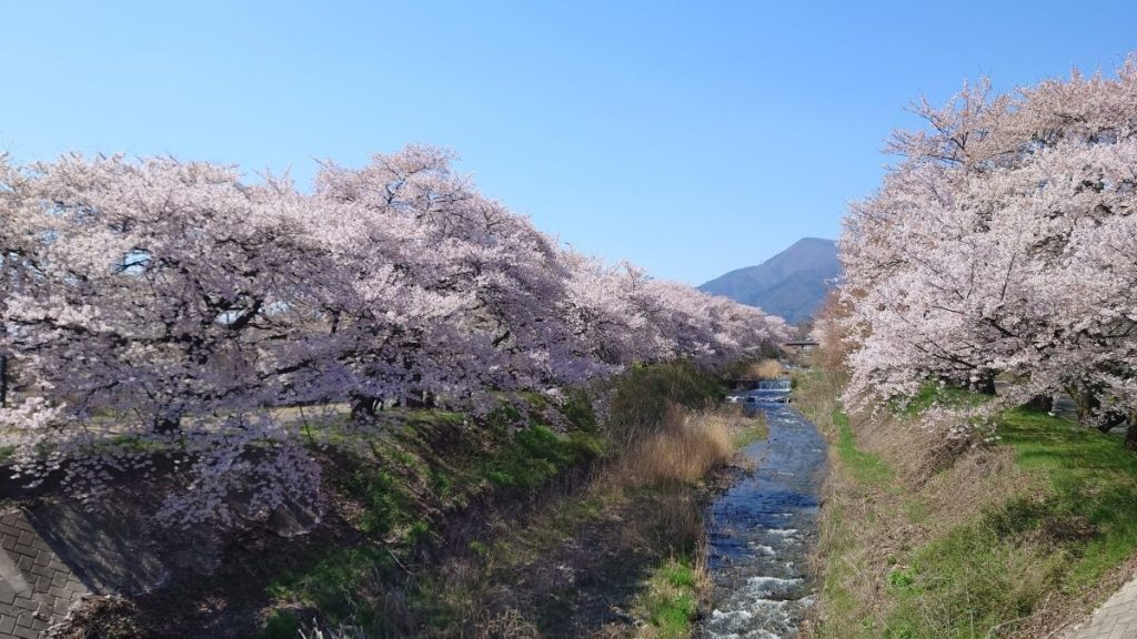安曇野市三郷の黒沢川沿いに満開の桜