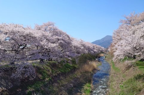 安曇野市三郷の黒沢川沿いに満開の桜